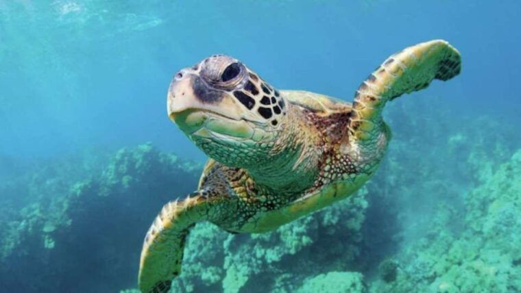 las-vegas-shark-reef-aquarium-vr-experience-entry-ticket