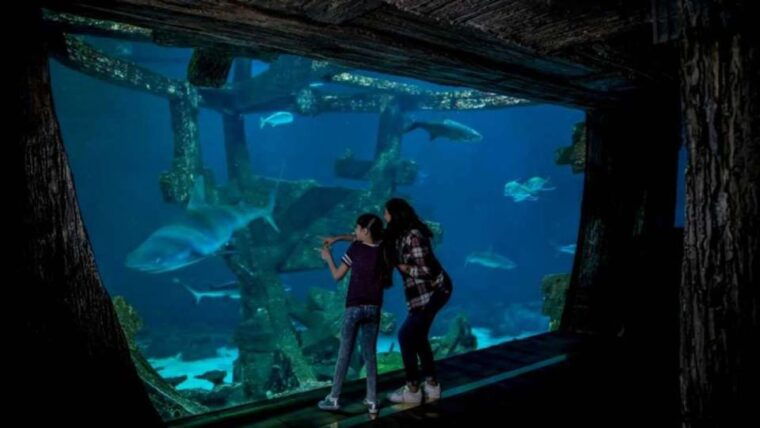 las-vegas-shark-reef-aquarium-vr-experience-entry-ticket