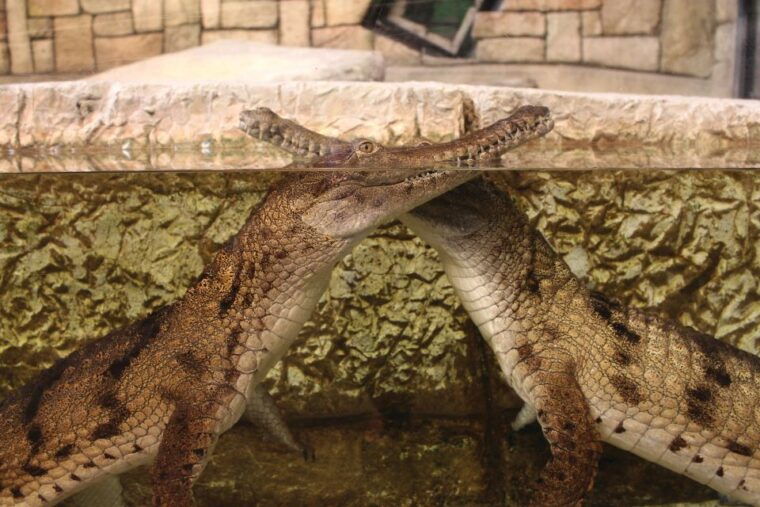 las-vegas-shark-reef-aquarium-vr-experience-entry-ticket