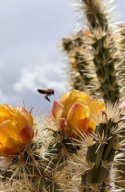 las-vegas-small-group-grand-canyon-skywalk-hoover-dam-tour