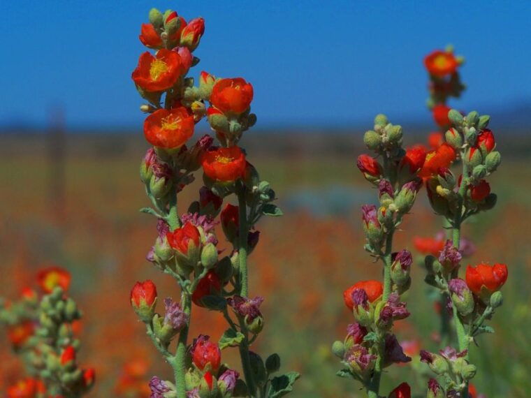 las-vegas-small-group-grand-canyon-south-rim-sunset-tour