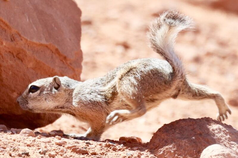 las-vegas-valley-of-fire-and-seven-magic-mountains-day-trip