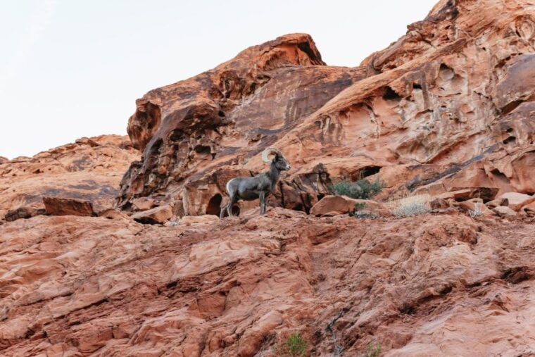 las-vegas-valley-of-fire-guided-hike-with-drinks-and-snacks