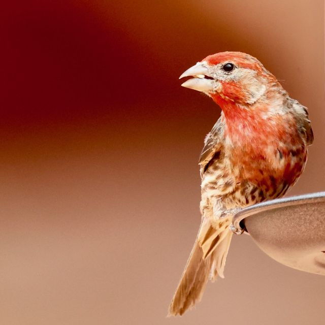 las-vegas-valley-of-fire-sunset-tour-with-hotel-transfers