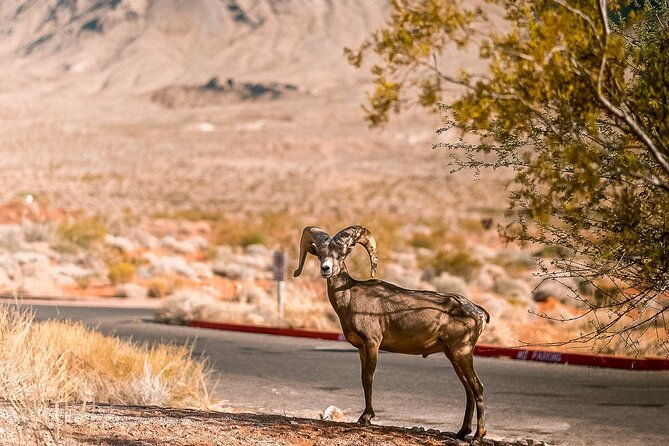 lasvegas-small-group-6hour-valley-of-fire-hoover-dam-boulder-city