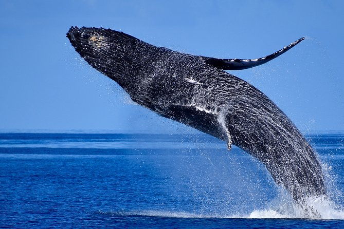 late-morning-whale-watch-from-kawaihae