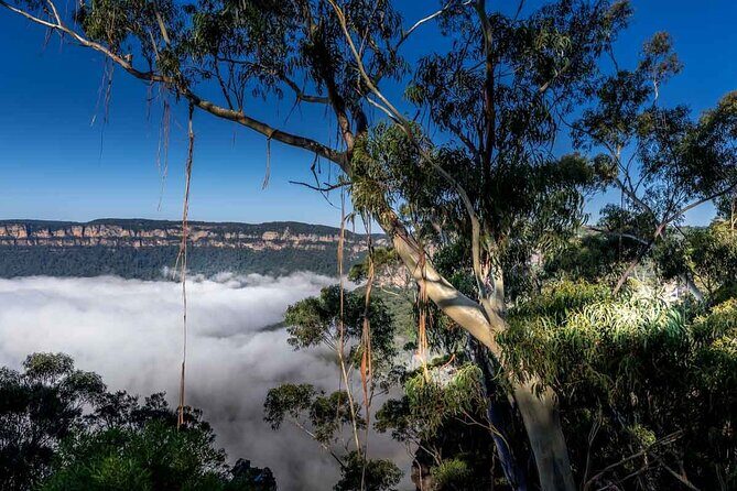 Late Start Blue Mountains Nature, Waterfalls, Koalas Small Group - The Value of This Tour