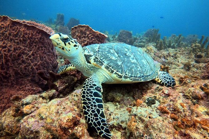 lauderdale-by-the-sea-replicated-shipwreck-reef-snorkel-trails