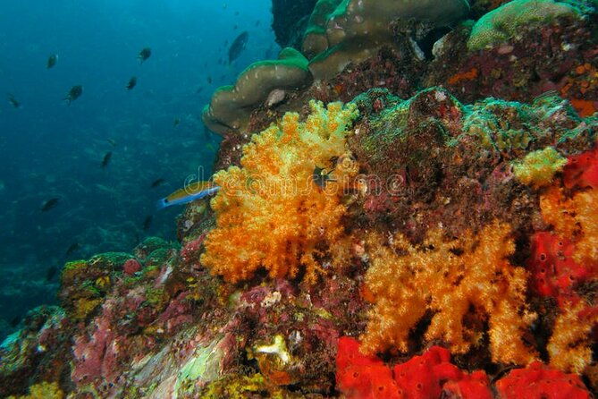 lauderdale-by-the-sea-replicated-shipwreck-reef-snorkel-trails