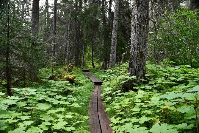 laughton-glacier-hike-and-white-pass-rail-adventure