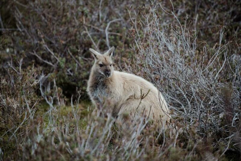 Launceston: 2-Day Overnight Cradle Mt & Wineglass Bay Tour - Introduction