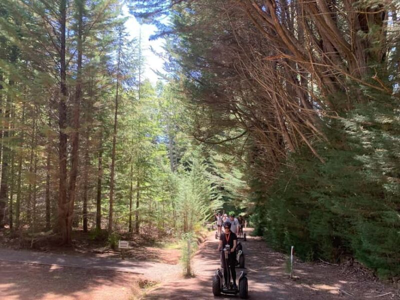 Launceston: Hollybank Forest Guided Segway Tour with Photos - The Itinerary: Navigating Hollybank Forest on a Segway