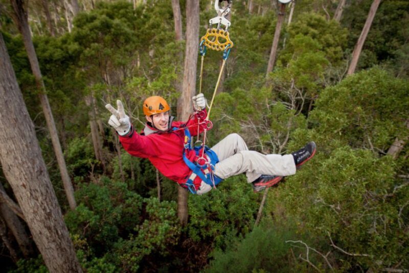 Launceston: Hollybank Forest Treetop Zip Lining with Guide - Exploring the Zipline Experience: What to Expect 