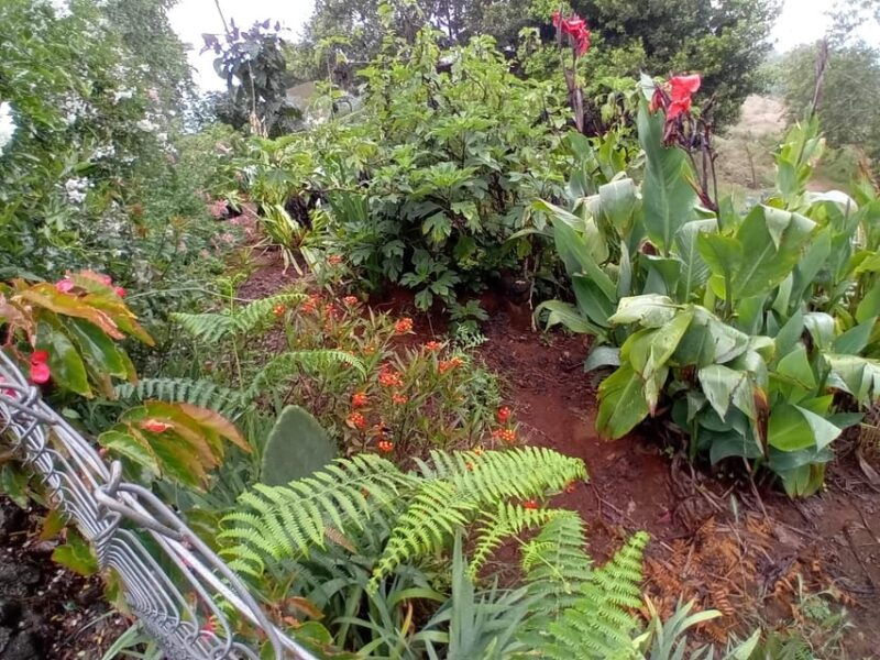 laurisilva-forest-hiking-and-canarian-cider-tasting