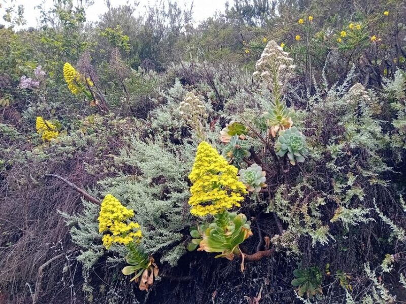 laurisilva-forest-hiking-and-canarian-cider-tasting