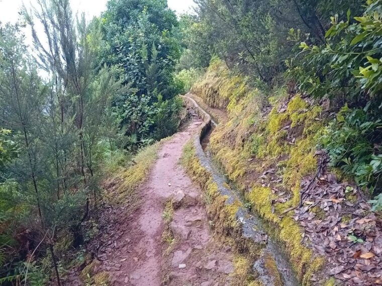 laurisilva-forest-hiking-and-canarian-cider-tasting