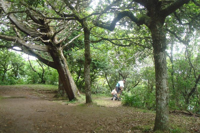 laurissilva-forest-walk
