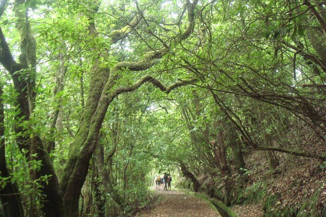 laurissilva-forest-walk