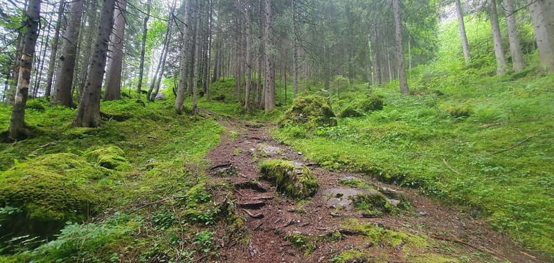 Lauterbrunnen: Private Walking Tour with an Irish Guide - Value and Cost Analysis  