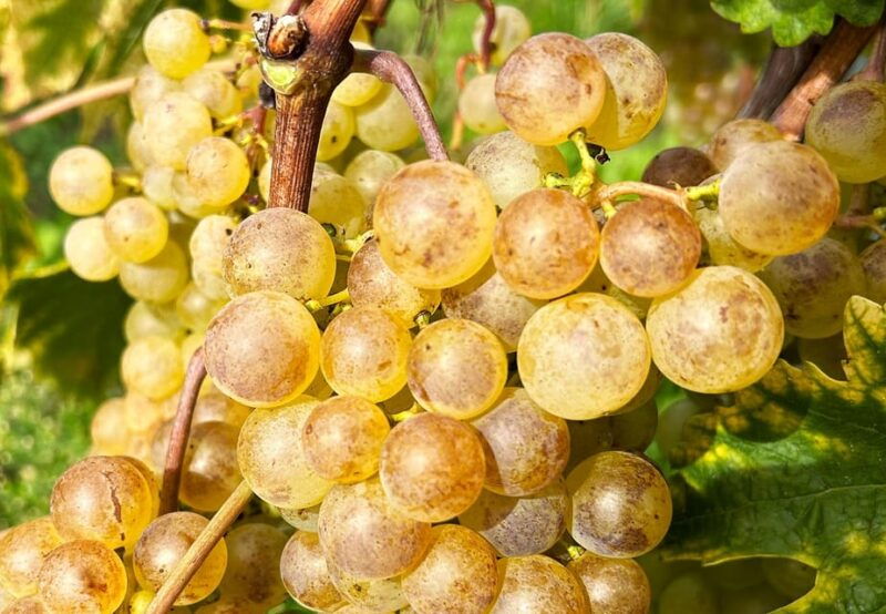 Lavaux: Vineyard Experience - Walking Through Lavaux’s UNESCO Terraced Vineyards