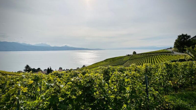 Lavaux: Vineyard Experience - Who Is This Tour Best For?