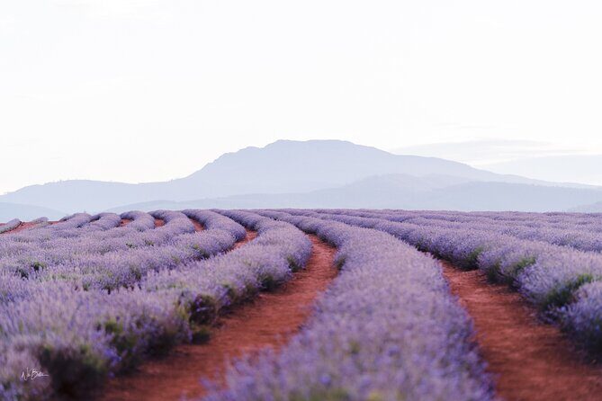 Lavender Farm - Bridestowe Festival of Flowers - Key Points
