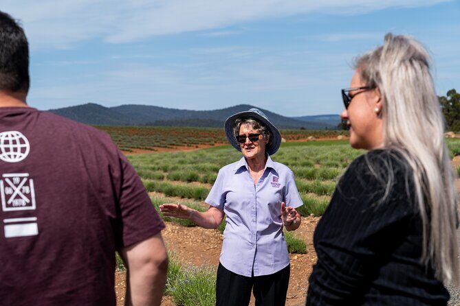 Lavender Farm - Bridestowe Festival of Flowers - An In-Depth Look at the Bridestowe Lavender Festival Tour