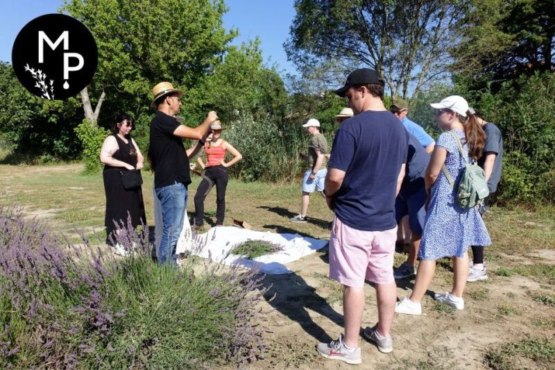 Lavender Field & Distillery Tour between Nimes & Arles - An In-Depth Look at the Tour: What to Expect