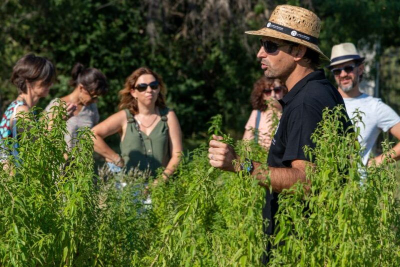 Lavender Field & Distillery Tour between Nimes & Arles - Who Will Love This Experience?