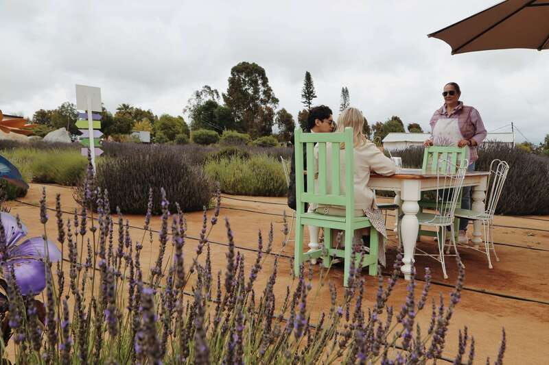 lavender-field-guided-tour