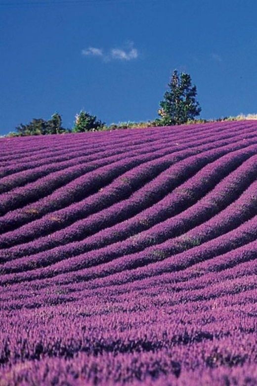 lavender-fields-tour