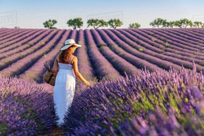 lavender-fields-tour