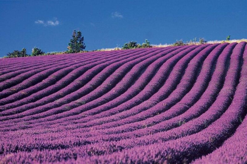 lavender-fields-tour