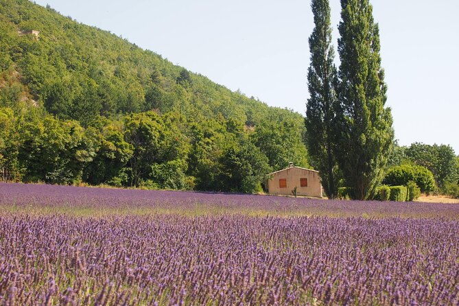 lavender-full-day-tour-in-sault-from-aix-en-provence