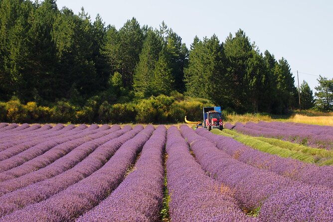 lavender-full-day-tour-in-sault-from-aix-en-provence