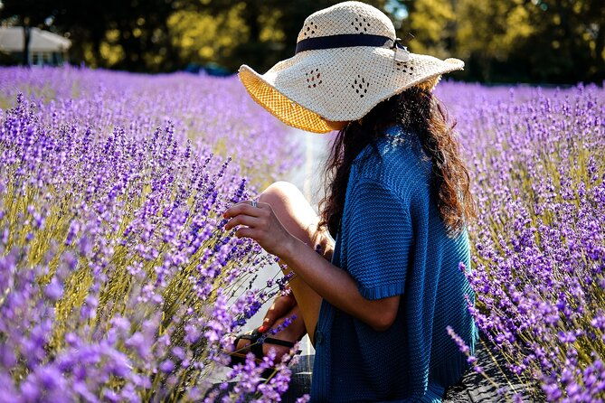 lavender-route-small-group-day-trip-from-avignon