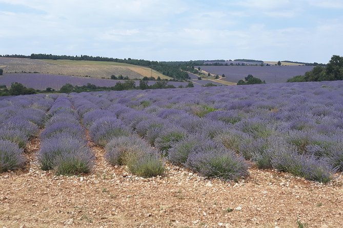 lavender-tour-sault-from-marseille