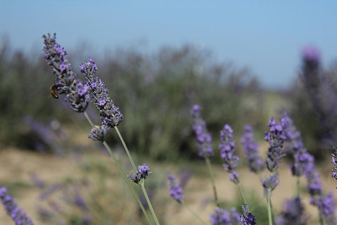 lavender-tour-sault-from-marseille