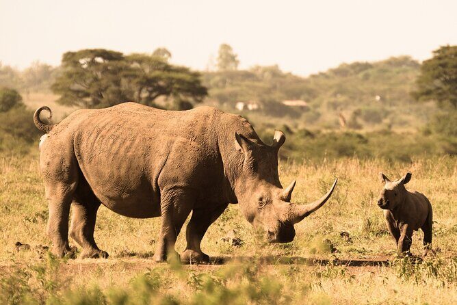 Lay Over Passenger Half Day Nairobi National Park Safari - An In-Depth Look at the Nairobi National Park Half-Day Safari