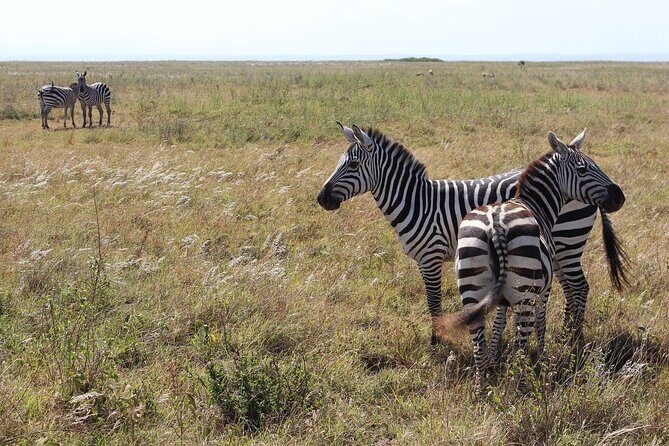Lay Over Passenger Half Day Nairobi National Park Safari - Who Should Consider This Tour?