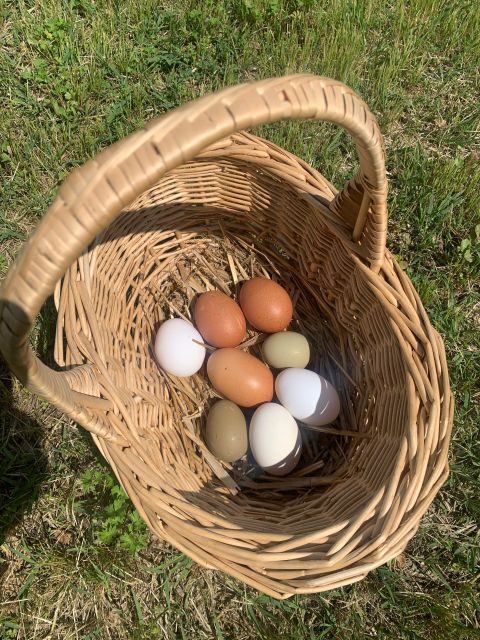 Lazise: Biodynamic Farm Tour and Natural Wine Tasting - Who Would Love This Tour?