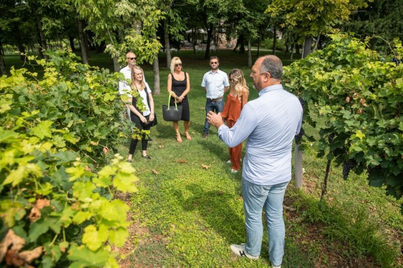 lazise-vineyard-tour-and-organic-wine-tasting