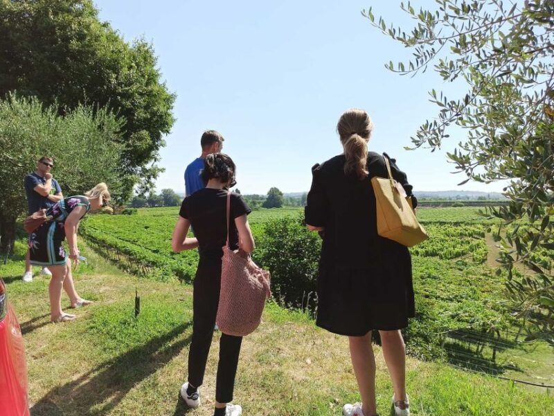 lazise-winery-tour-with-garda-wines-and-food-tasting