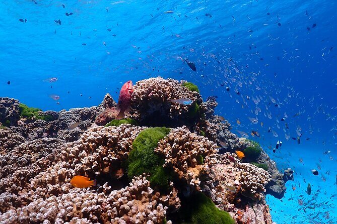 Lazy Similan Islands Marine Journey by Speedboat from Phuket - Final Thoughts