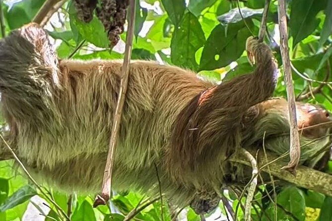 lazy-tour-in-la-fortuna-private-guide