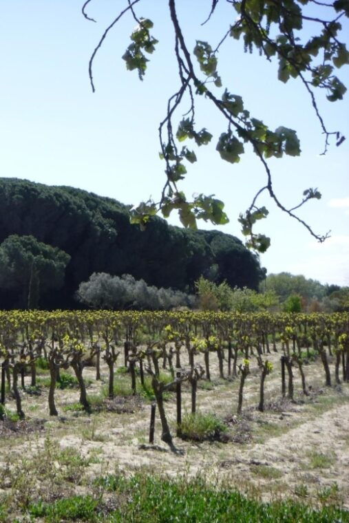 le-grau-du-roi-half-day-tour-of-camargue