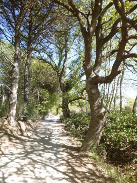 le-grau-du-roi-half-day-tour-of-camargue