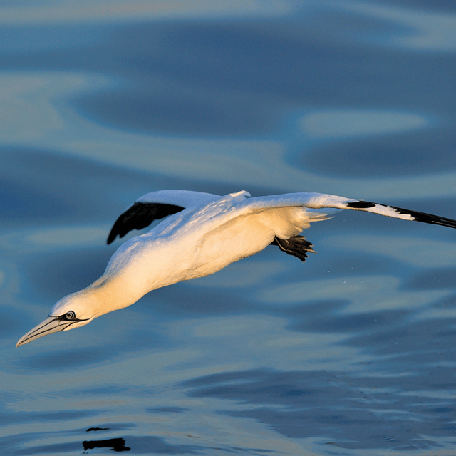 le-grau-du-roi-seabird-watching-naturalist-cruise
