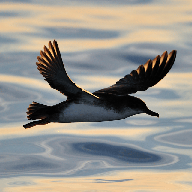 le-grau-du-roi-seabird-watching-naturalist-cruise