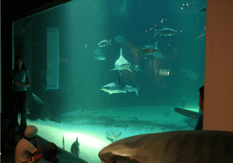 Le Grau-du-Roi: Seaquarium Skip-the-Line Entrance Ticket - Practical Tips for Visiting